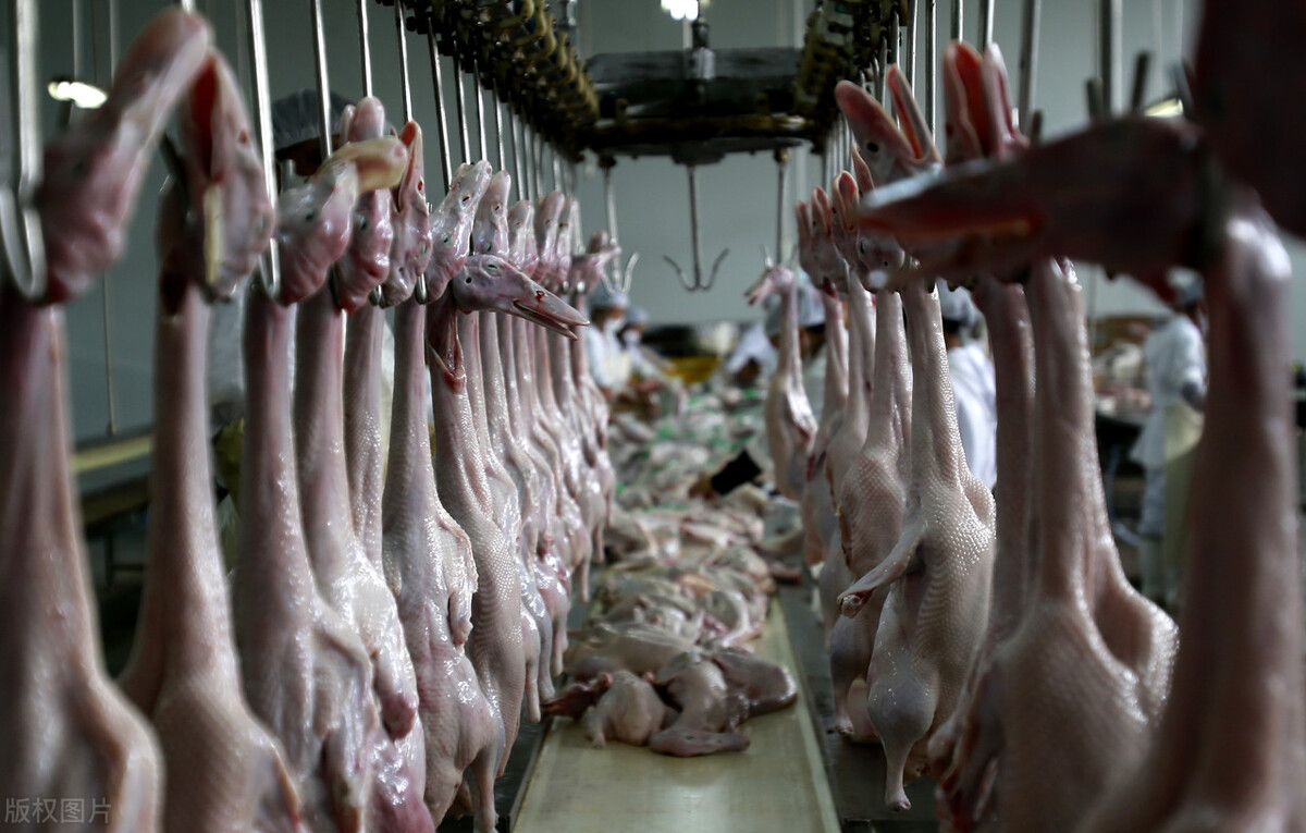 周黑鸭经营视频,周富裕周黑鸭上节目完整