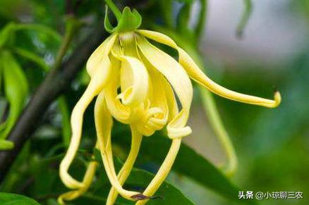 小琼聊三农:香水原产料,与您分享依兰花的种植小技巧及管理方法