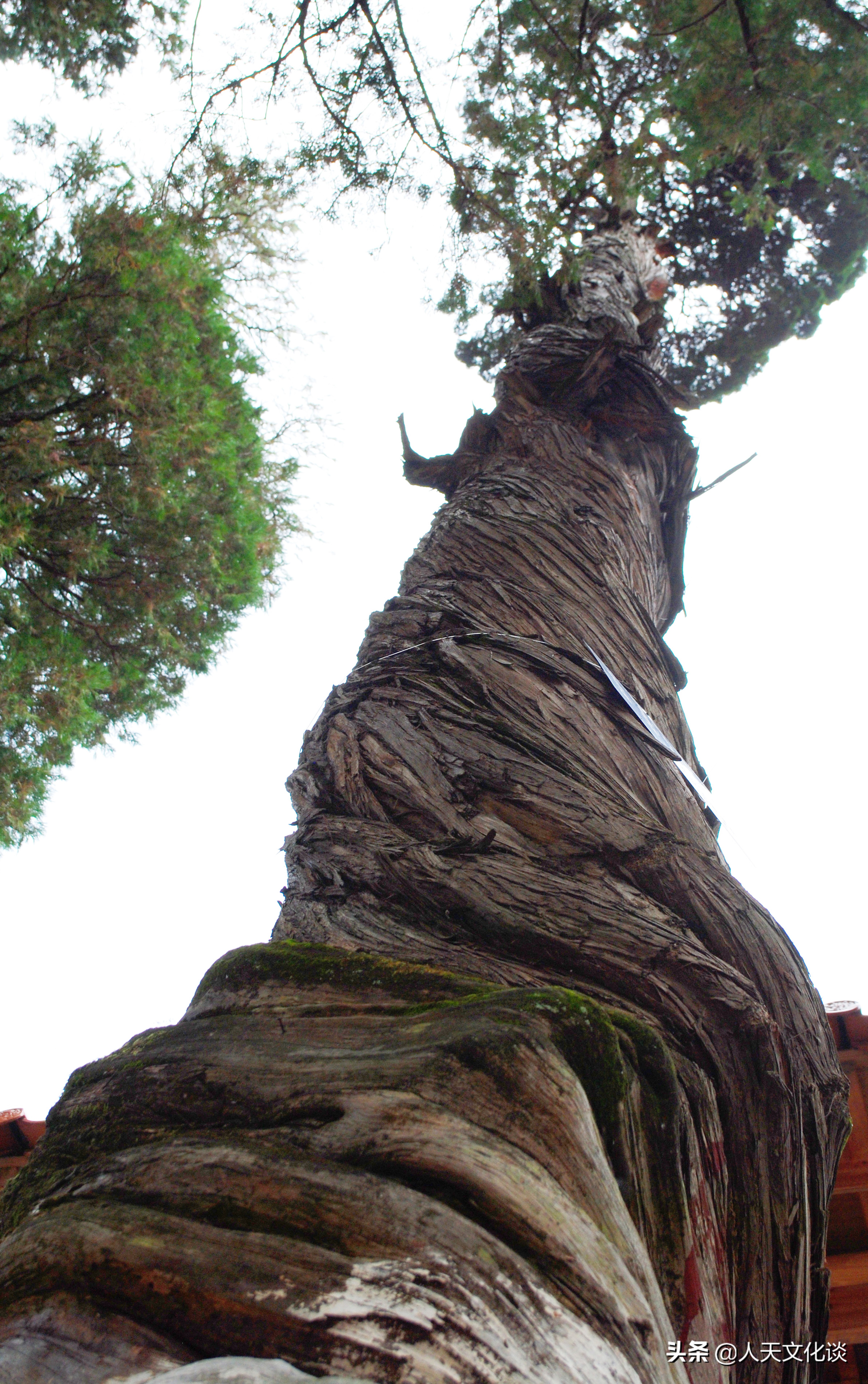 宣威传说·两窝蜜蜂背后的传奇
