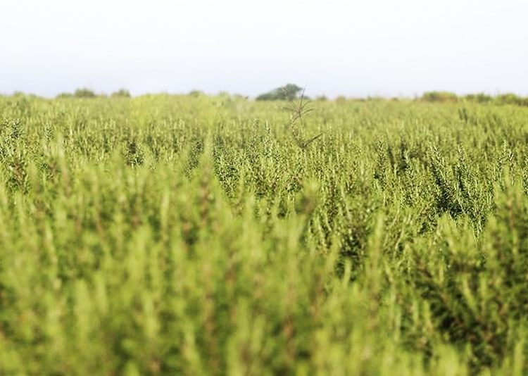 闭口挤了一直长怎么办,闭口到底要不要挤出来