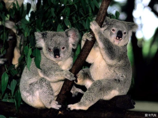 澳洲留学生必知的事项英语,澳洲留学出海关常问的几个问题