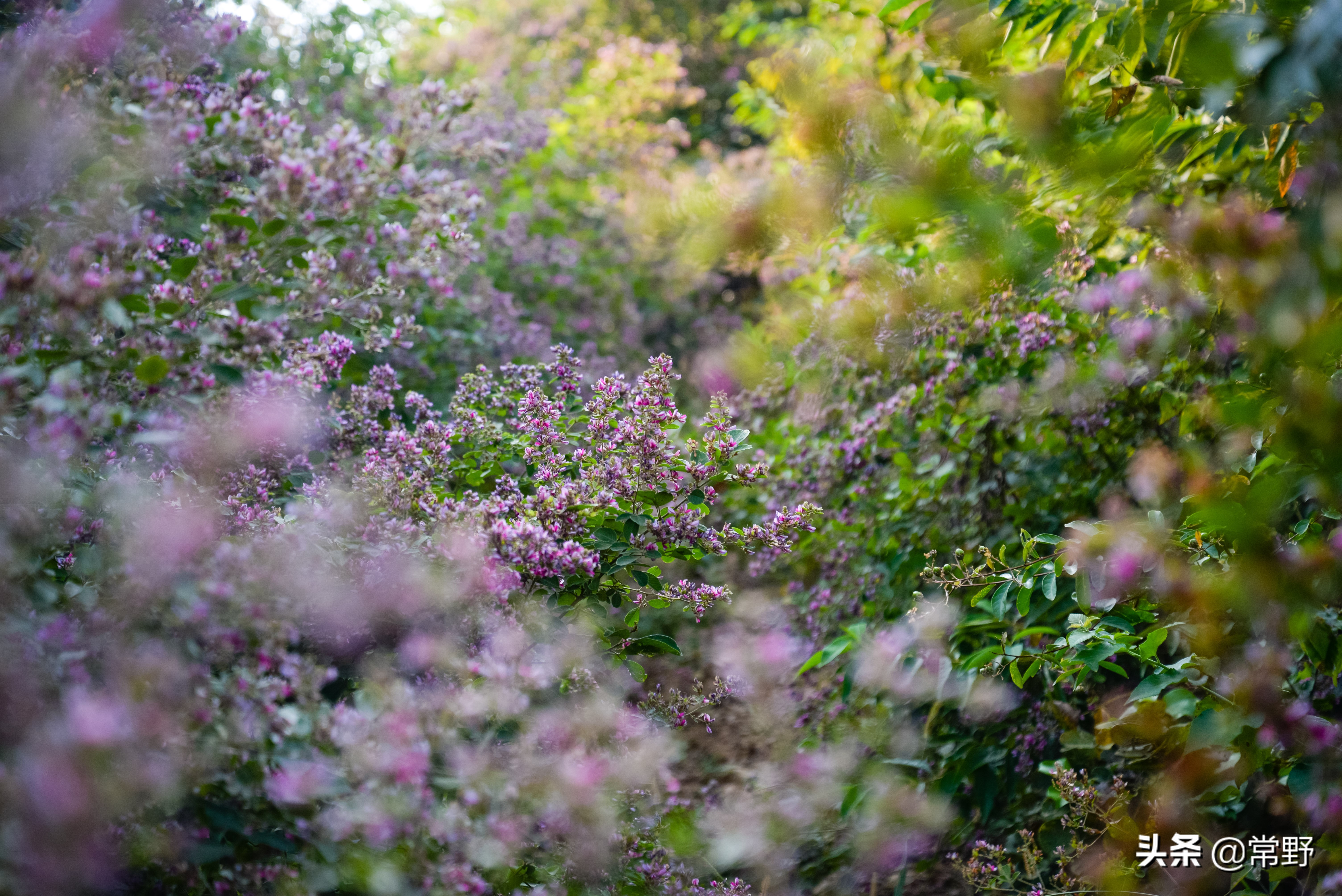 长沙谷山为什么叫谷山,长沙郊野公园
