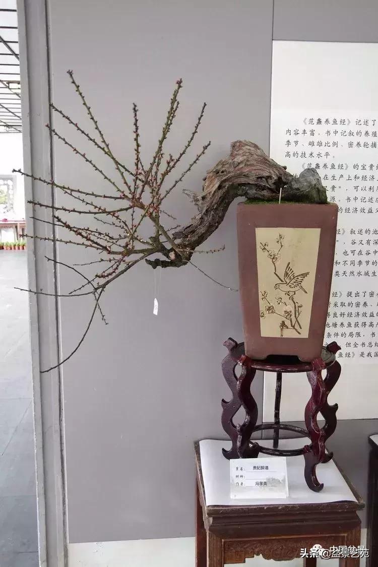 赏梅花十首最好的诗,最经典的梅花十绝