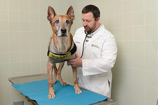 雄性犬为“良性前列腺增生症”风险种群,又该如何治疗和预防?