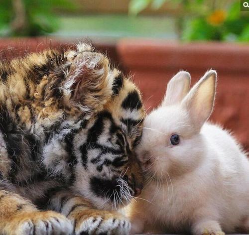 为什么有些人只适合融入小团体,那些喜欢搞小圈子小团体的人