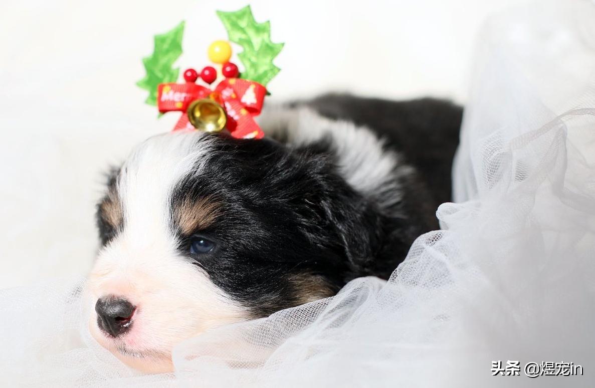 边牧老是撕咬自己的窝,为什么边牧把屎叼到窝里