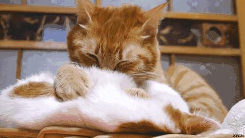 猫咪马杀鸡的视频,猫咪马杀鸡需要办卡吗