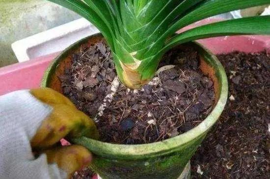 君子兰根系太长了能否修剪,君子兰换盆时根系的修剪
