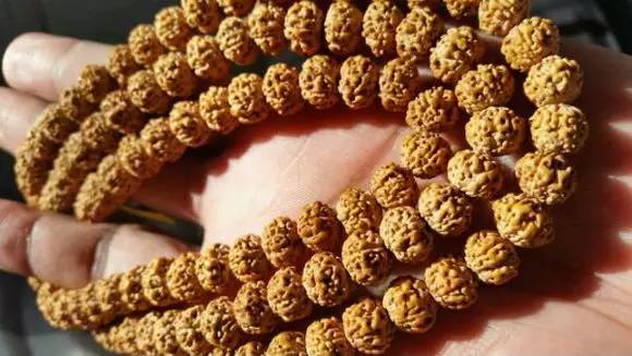 小金刚菩提鉴定视频,小金刚菩提的真假鉴别