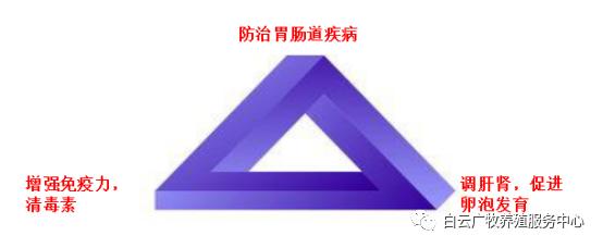 效养蛋禽-全解--如何高效有力的养殖蛋禽增加产蛋，收入