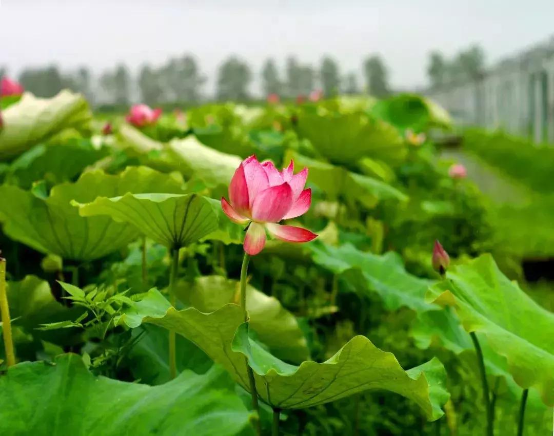 金湖荷花荡图片,金湖荷花荡介绍