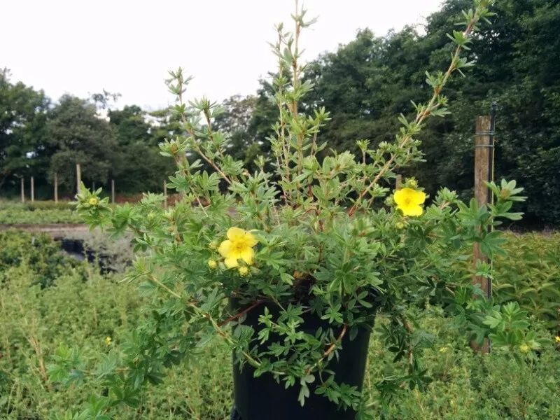 金露花耐寒度,金露梅生长习性