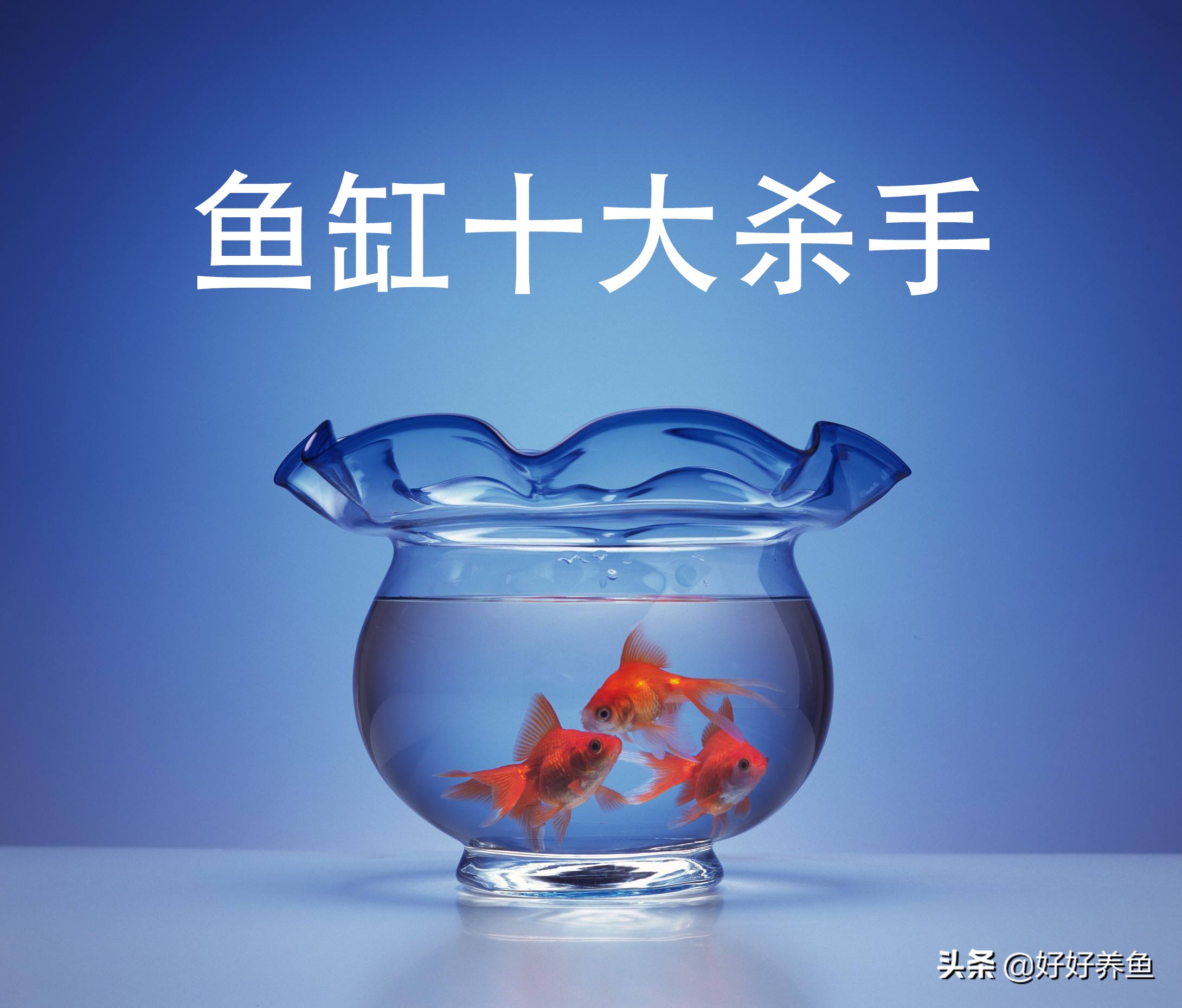 如何治疗鱼病不入坑,怎么治疗鱼病