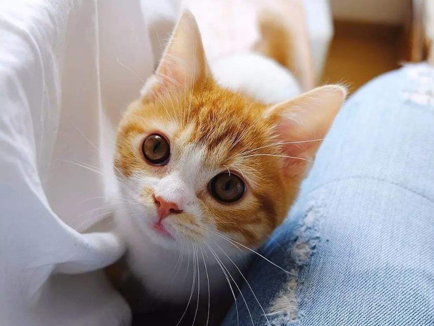 领养小猫咪时送什么礼物,领养刚出世的猫咪怎么喂养