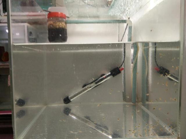 上滤缸改造,一个氧气泵通四个鱼缸