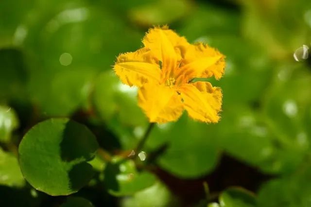 春日小野菜*戏调**指南