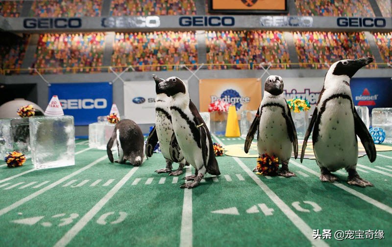 缇庡浗鐘被澶ц禌,缇庡浗鐙楃嫍姣旇禌缁艰壓