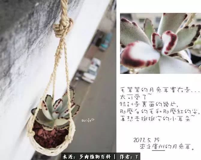 多肉还可以这样玩(上):八年养肉路剪影!