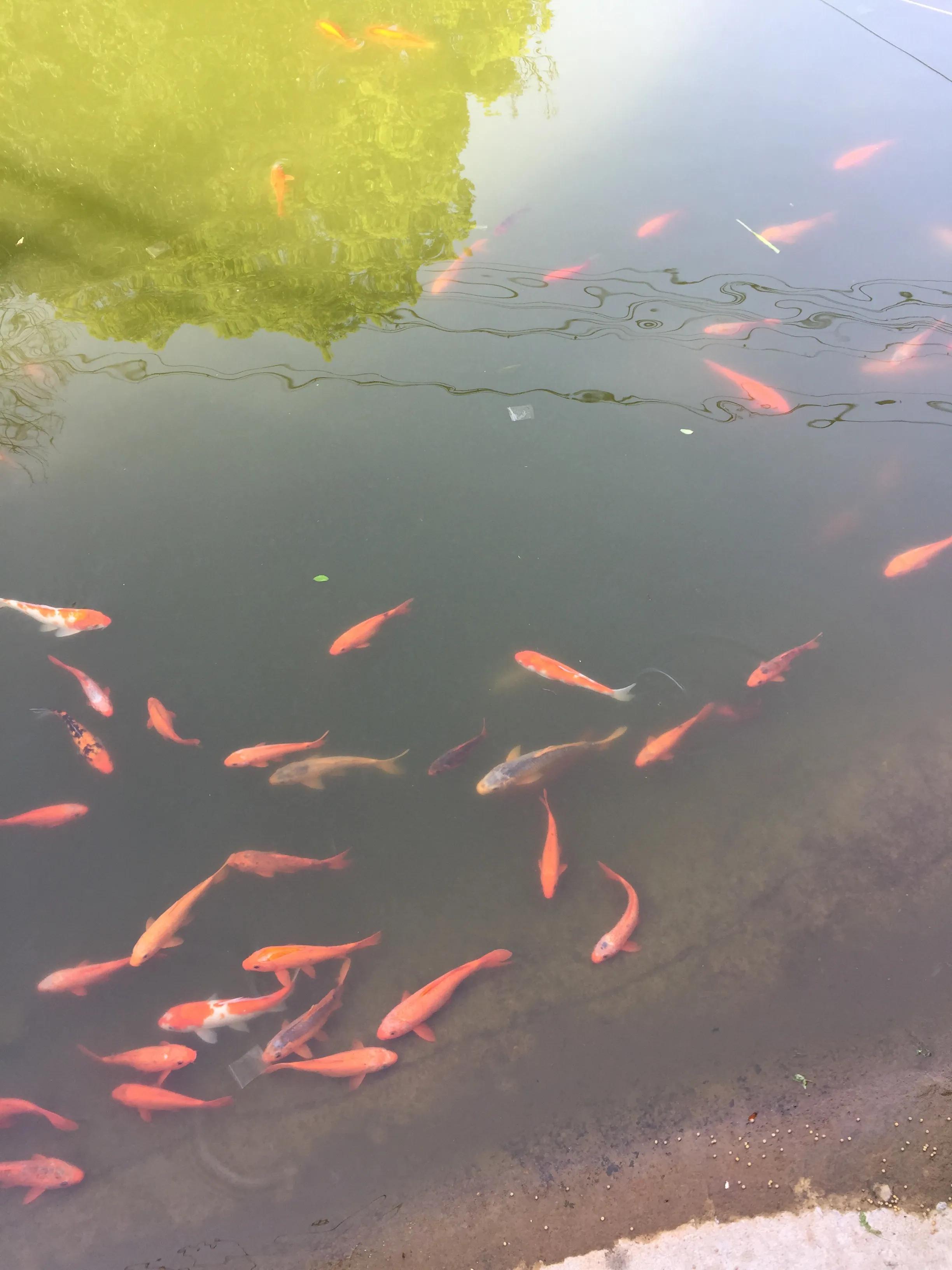 神农公园游览图怎么画简单,神农公园游乐场关门时间