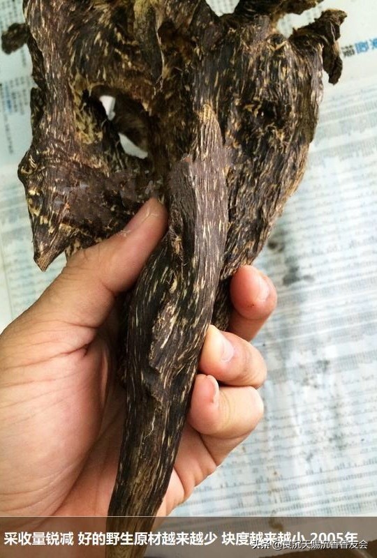 文莱天然野沉香知识,文莱沉香为什么不值钱