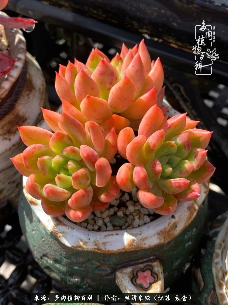 初秋的多肉,初春的多肉开始展现美颜了