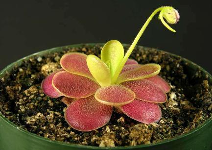 关于食虫植物的冷知识,哪种食虫植物效果好