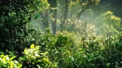 中国六大普洱茶山,普洱真正的六大茶山