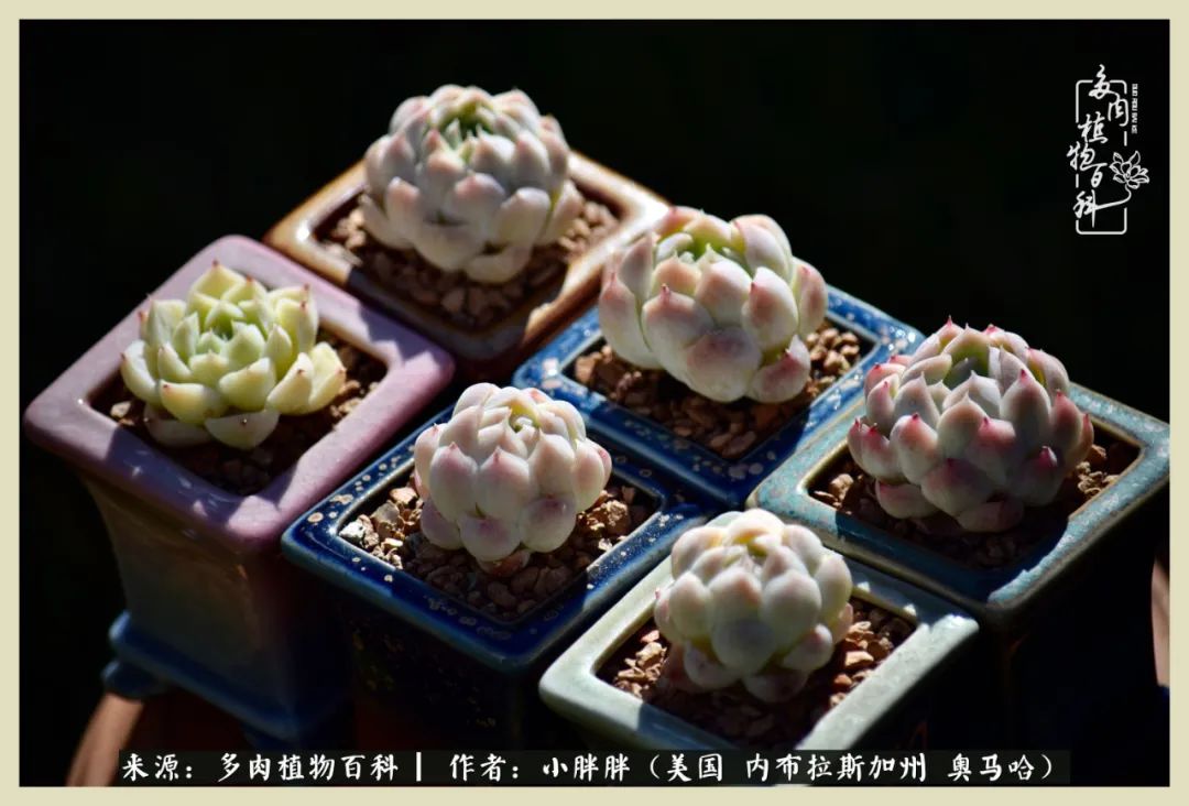 多肉小白入坑攻略,多肉中的鄙视链