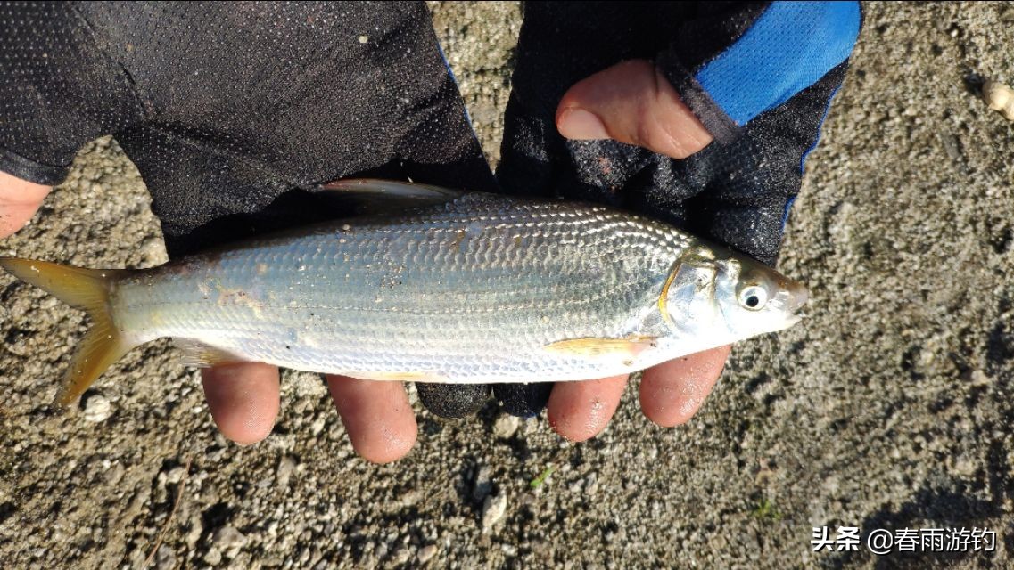 黄尾鲴钓鱼技巧方法视频,垂钓黄尾鱼诀窍