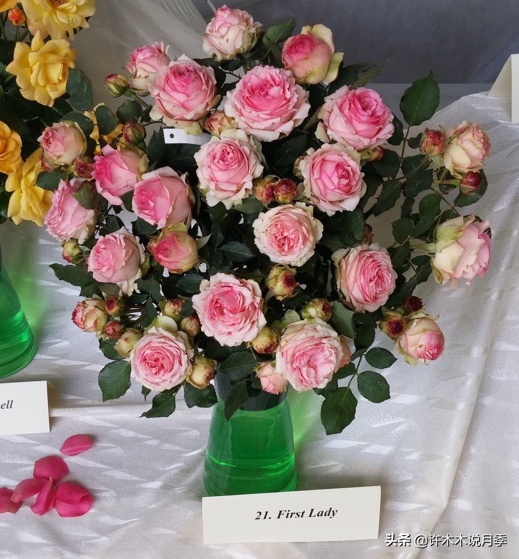 多菌灵可以治疗月季灰霉病吗,月季灰霉病黑斑病黄叶打什么药