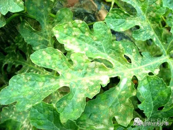 新版西瓜病虫害解决方案,2020西瓜病害视频