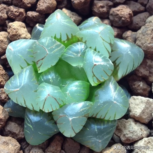 如何把多肉玉露养光滑,多肉姬玉露用什么土养