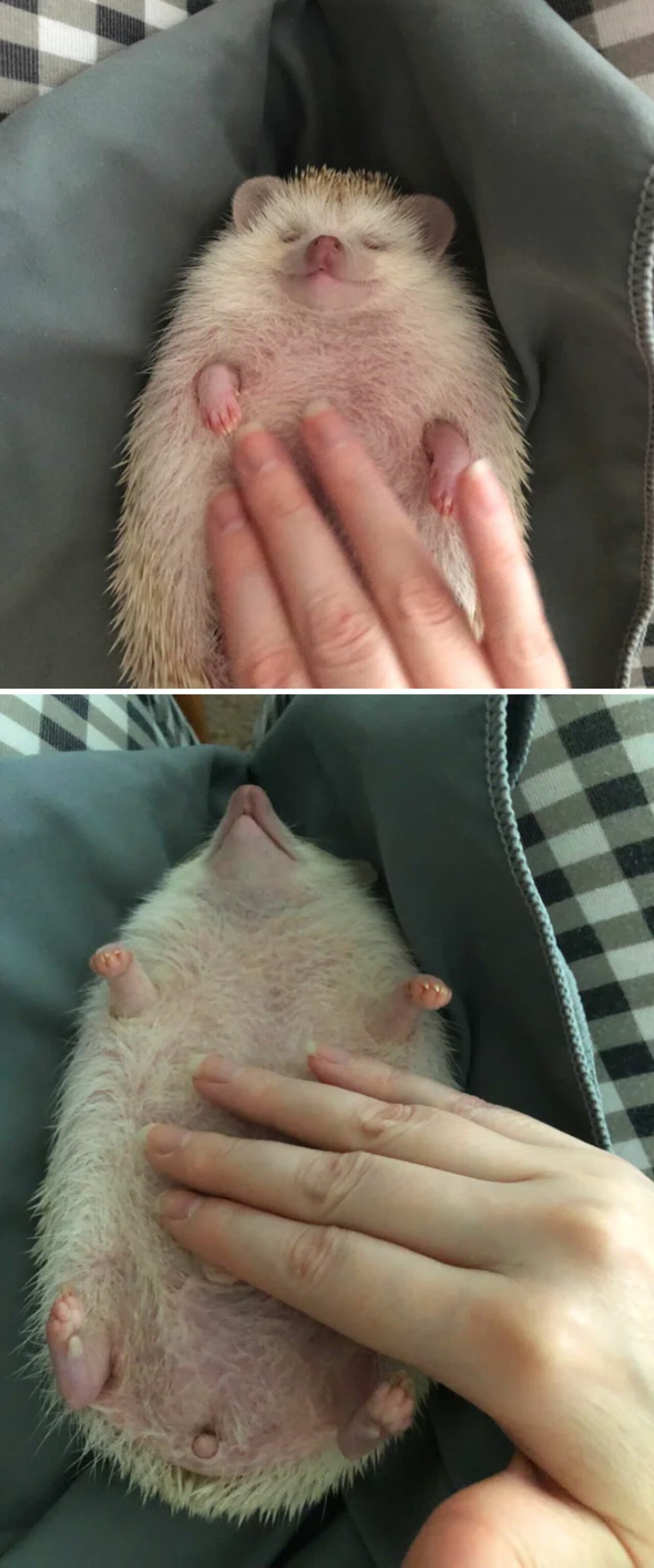 野生刺猬和宠物刺猬的图片,宠物刺猬的真实图片