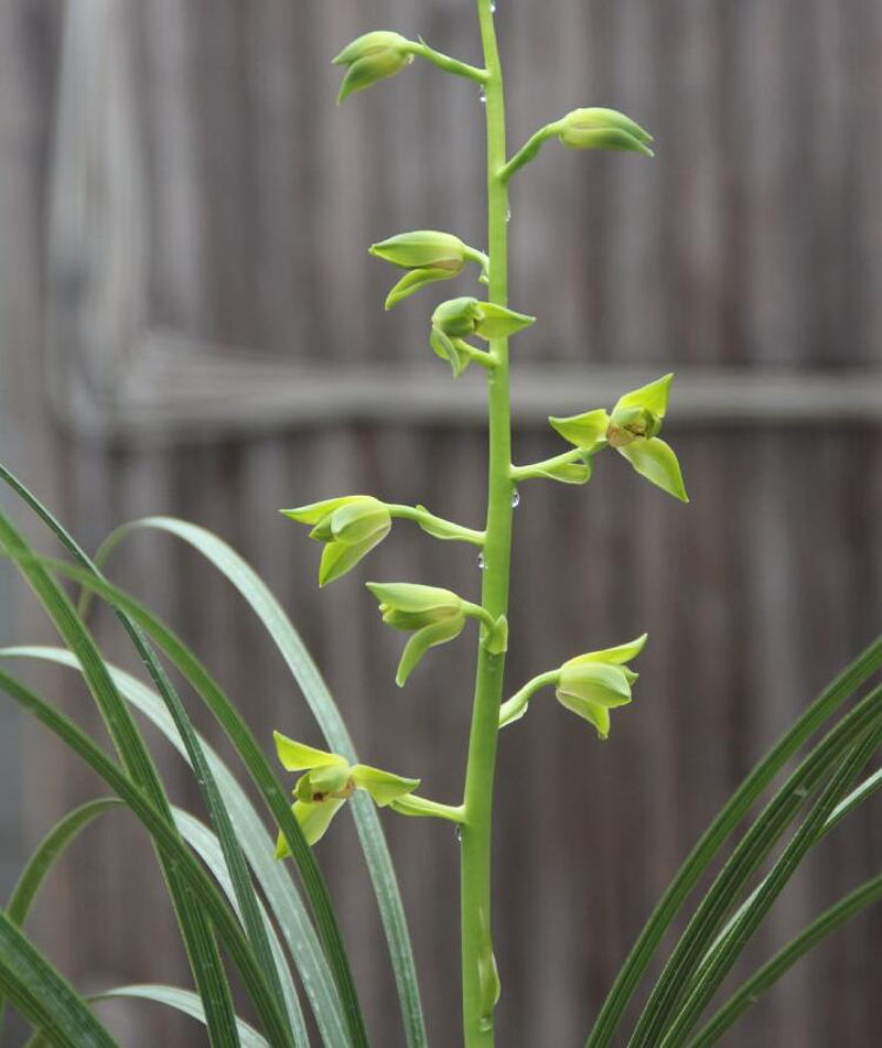 兰花的叶片发黄怎么办呢,兰花叶片发黄的原因和处理方法