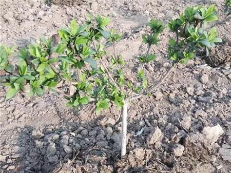 爱心助农米面粮油推销宣传,爱心助农蔬菜批发