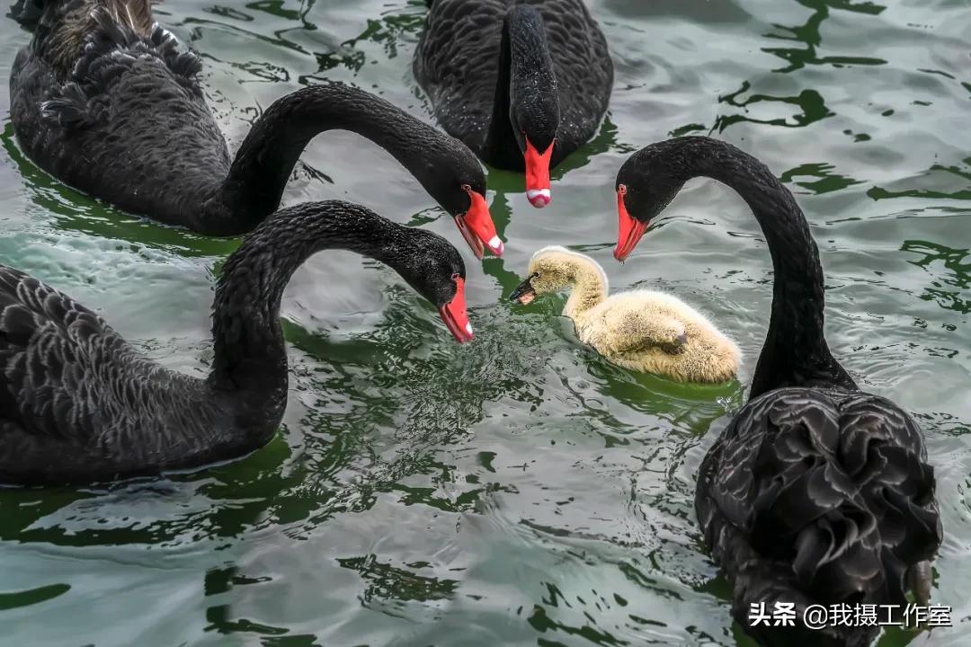 第16届国际摄影艺术展获奖作品,第29届全国摄影艺术展览作品集