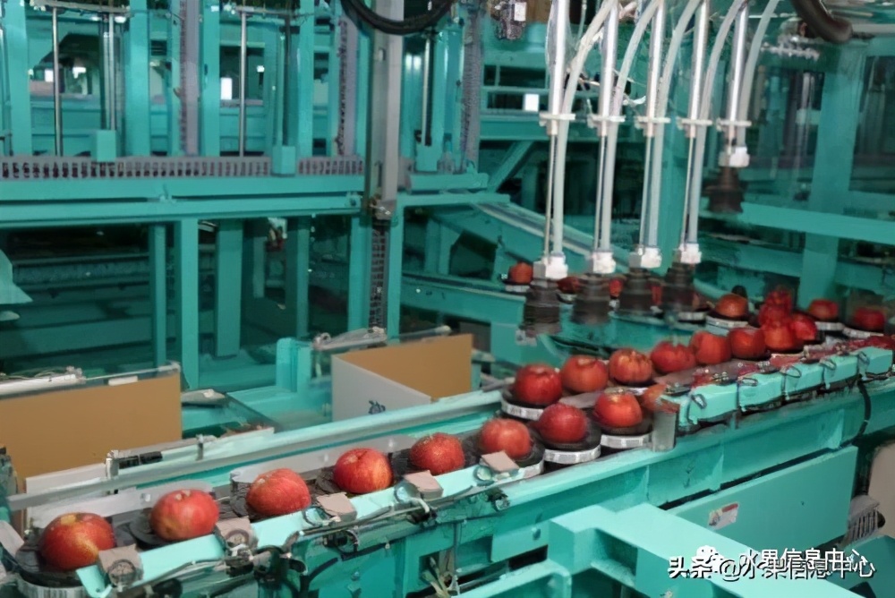 为什么日本苹果质量比中国的好,日本青森苹果种植