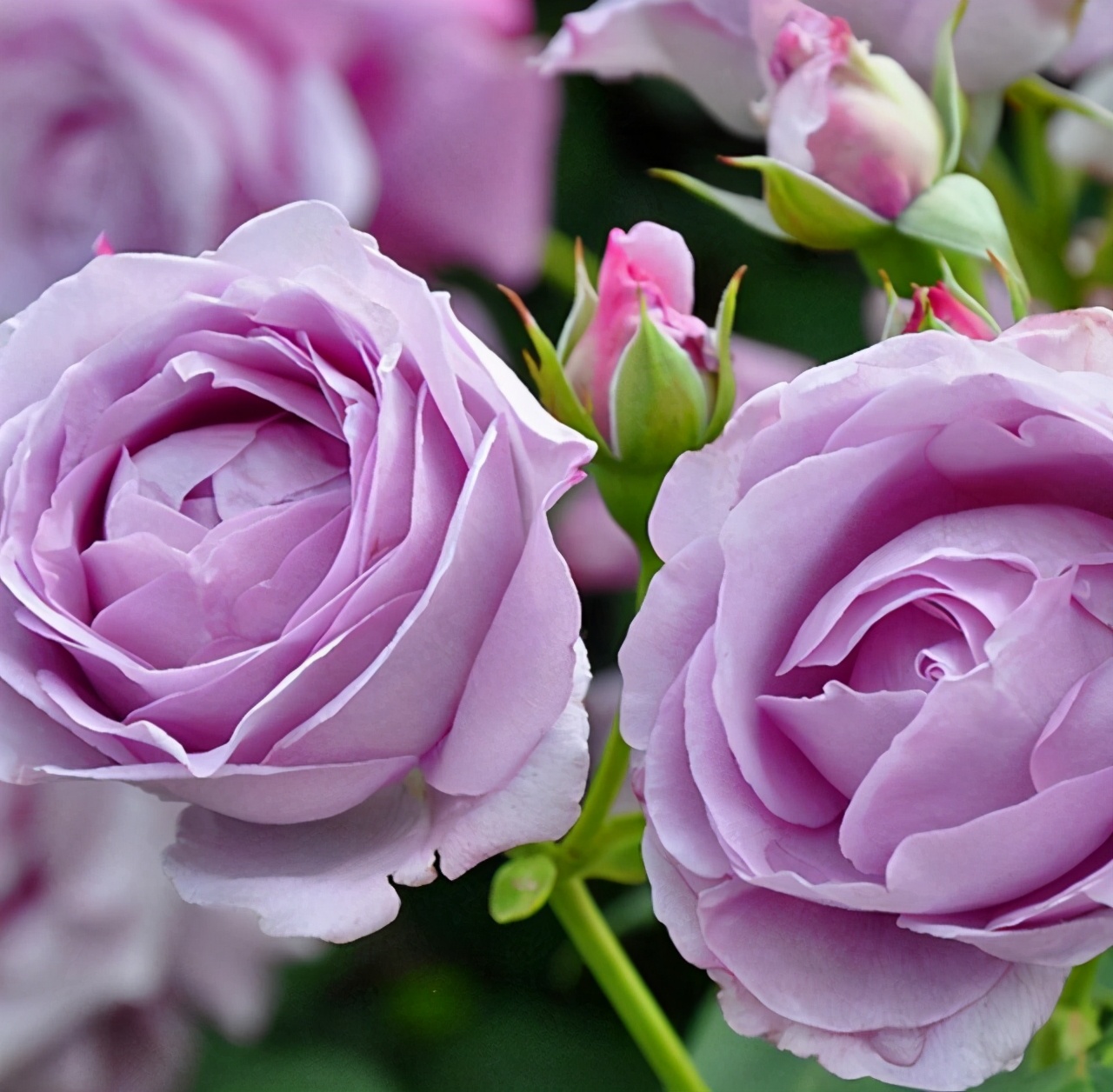 蓝色妖姬浪漫情怀,蓝色妖姬忧郁蓝调