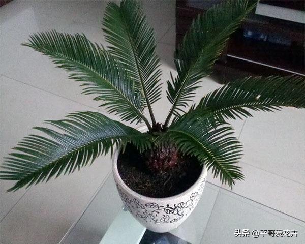 铁树不生根怎么办,铁树不茂怎么办