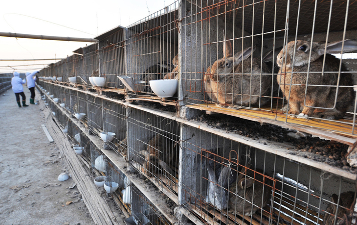 家兔养殖的饲料有哪种类型,养兔的饲料配方