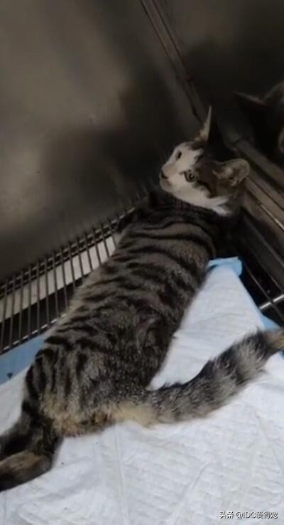 美团外卖员送到缅甸救人,美团外卖骑手救宠物