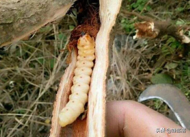 农村人称“母狗刺”，枝干里却藏着真家伙，售价1斤8800元
