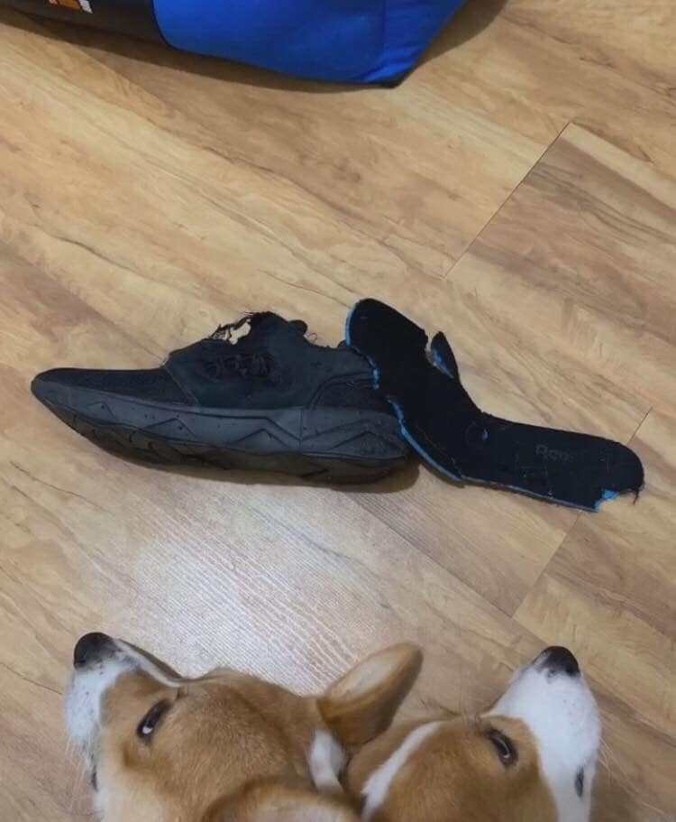 柯基咬拖鞋主人反咬玩具,两只柯基抢玩具