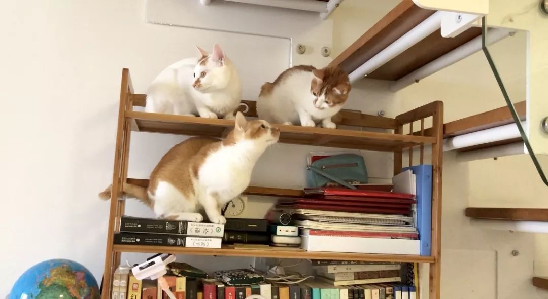 小佩闷死猫事件,小佩猫窝闷死猫