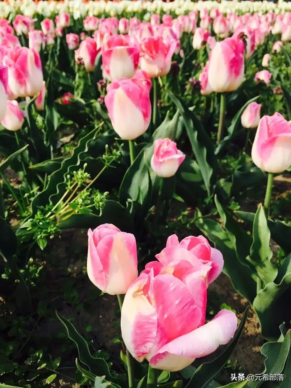 荷兰小镇郁金香盛开,荷兰小镇郁金香花海