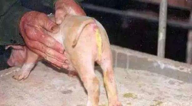 仔猪滴鼻防拉稀用什么药,仔猪病毒性拉稀吃什么药