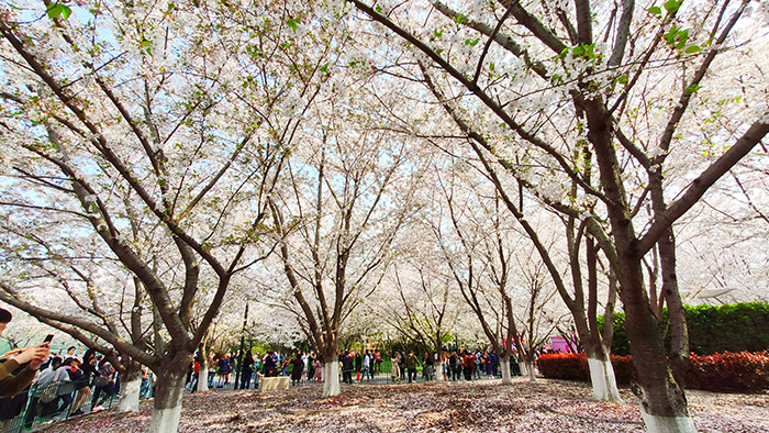 又是一年樱花开放的季节,又是一年樱花开视频