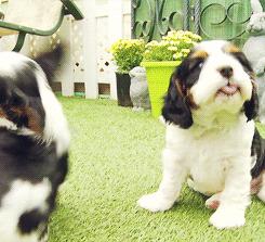 可爱呆萌的小奶狗视频,可爱可奶呆萌的小奶狗