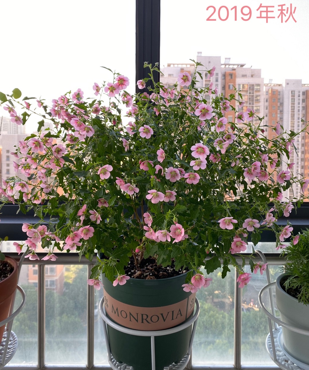 春天养玛格丽特菊花,春天养一盆草花