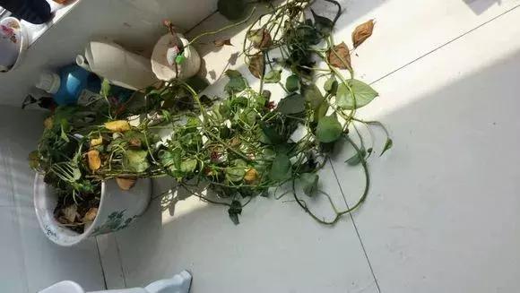 倒垃圾时捡一盆绿萝,被丢弃的一盆绿萝